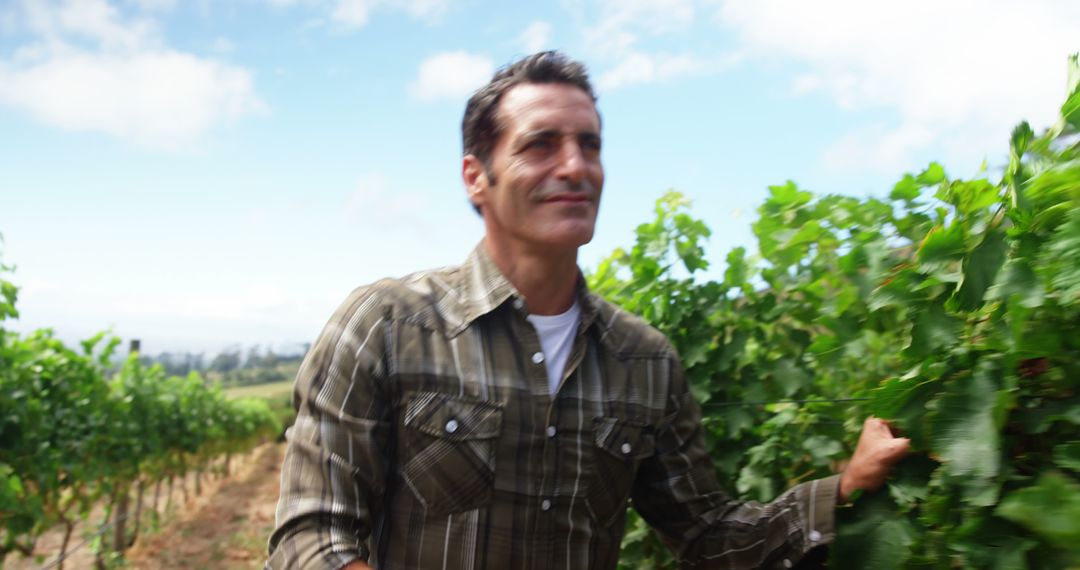 Middle-Aged Man Inspecting Vines in Sunny Vineyard