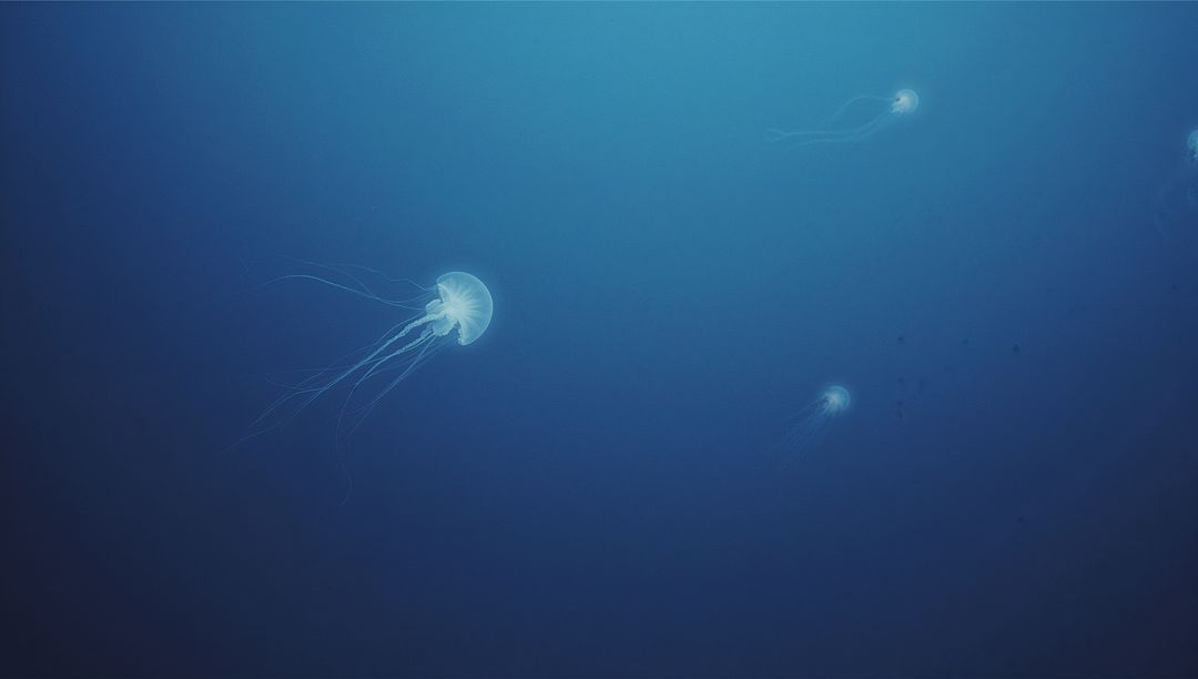 Translucent Jellyfish Drifting in Deep Blue Sea