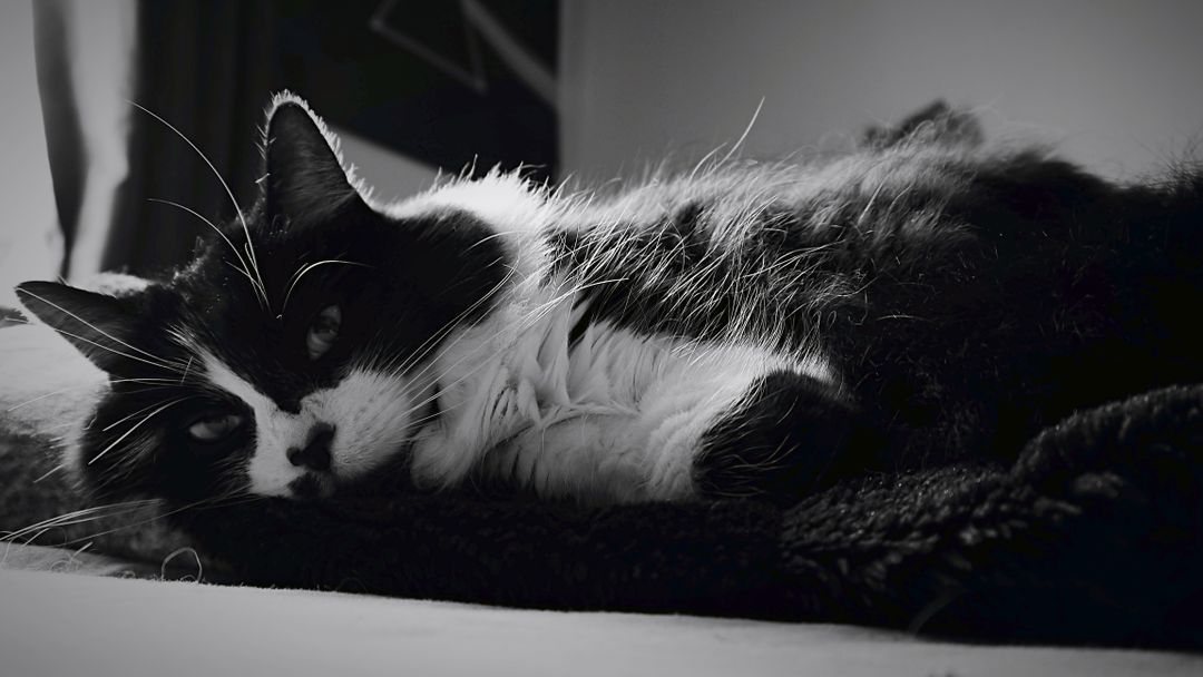 Black and white cat resting on blanket in cozy room - Free Images, Stock Photos and Pictures on Pikwizard.com