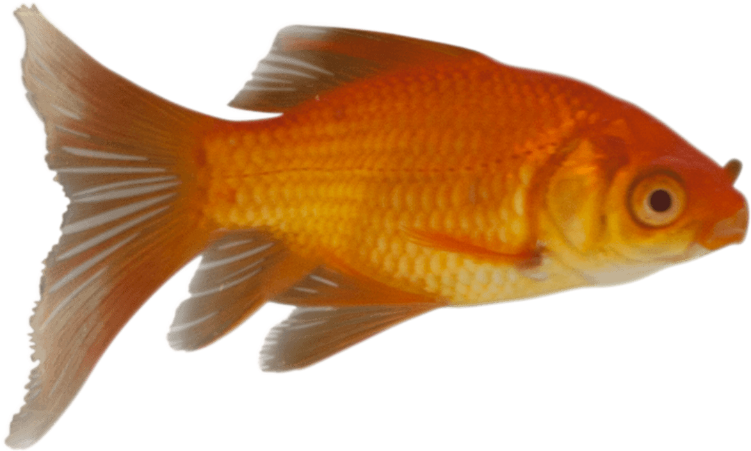 Golden Fish Illustration on Transparent Background