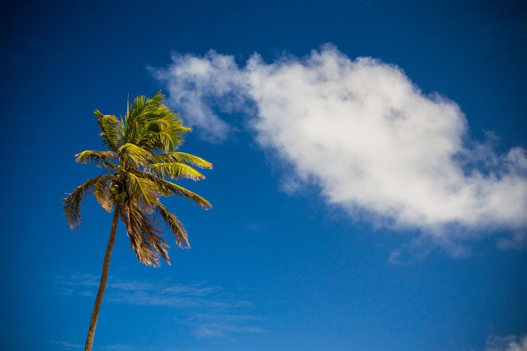 Tall Coconut Palm Tree with Blue Sky and White Cloud - Free Images, Stock Photos and Pictures on Pikwizard.com