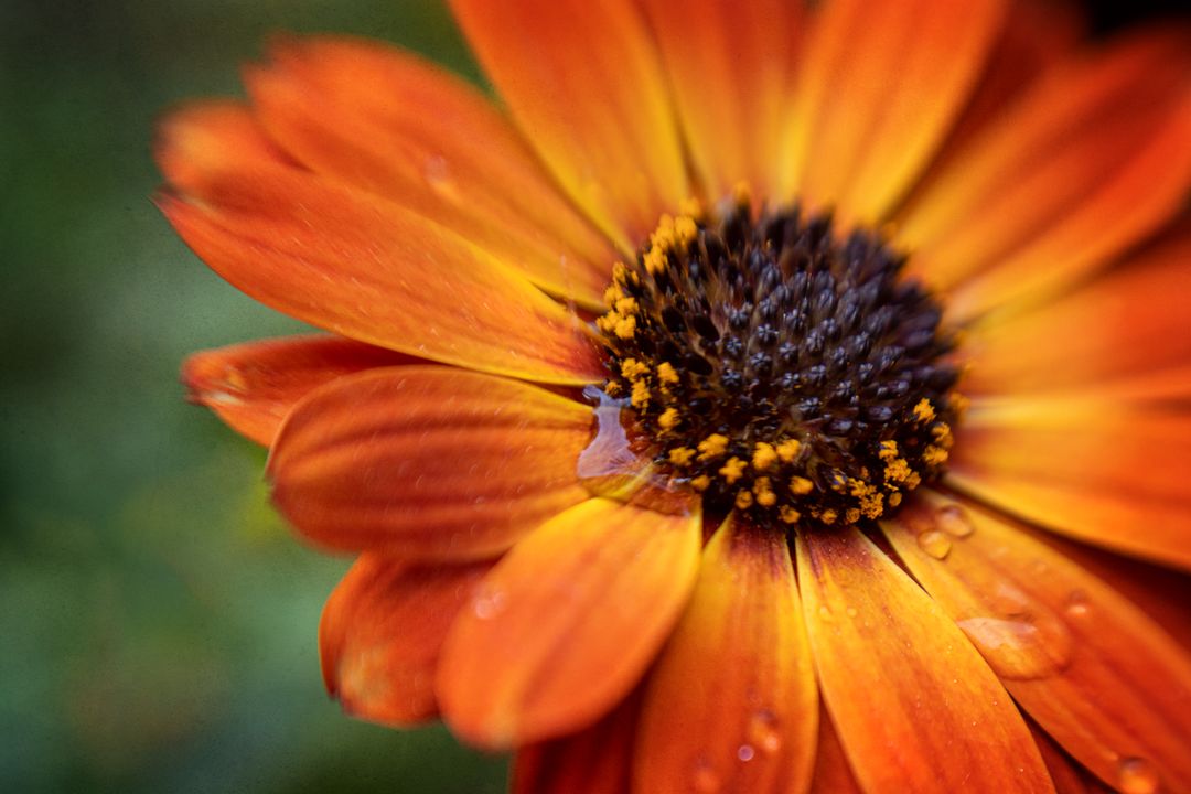 Vibrant Orange Flower with Dew Drops in Garden