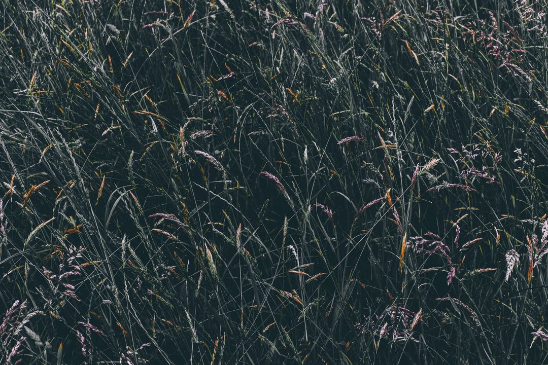Dense Grass in Dark Ambient Light with Subtle Purple Glints - Free Images, Stock Photos and Pictures on Pikwizard.com