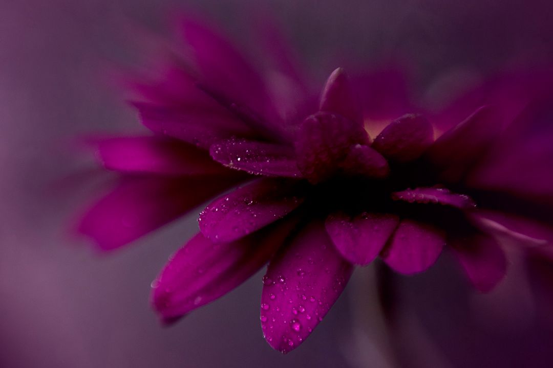 Magenta Flower Macro with Dew Drops, Velvet Petals and Dreamy Shallow Depth of Field