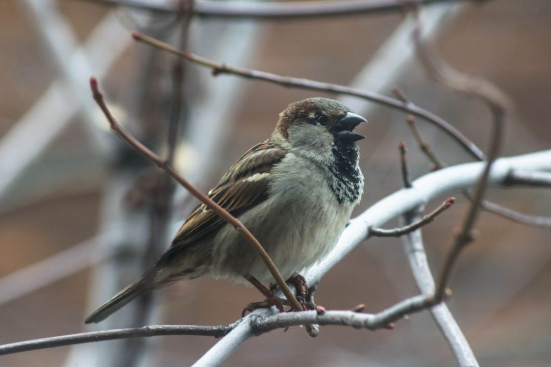 Sparrow Perched on Bare Branch Singing in Winter - Free Images, Stock Photos and Pictures on Pikwizard.com
