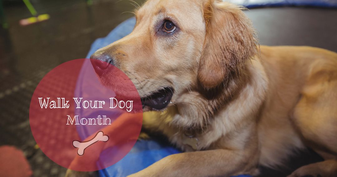 Golden Retriever Celebrating Walk Your Dog Month