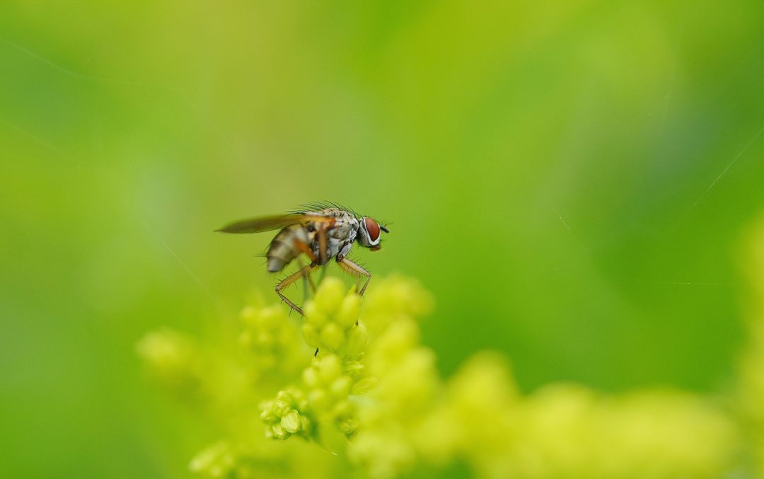 Close-Up of a Housefly Landed on Blooming Yellow Flowers - Free Images, Stock Photos and Pictures on Pikwizard.com