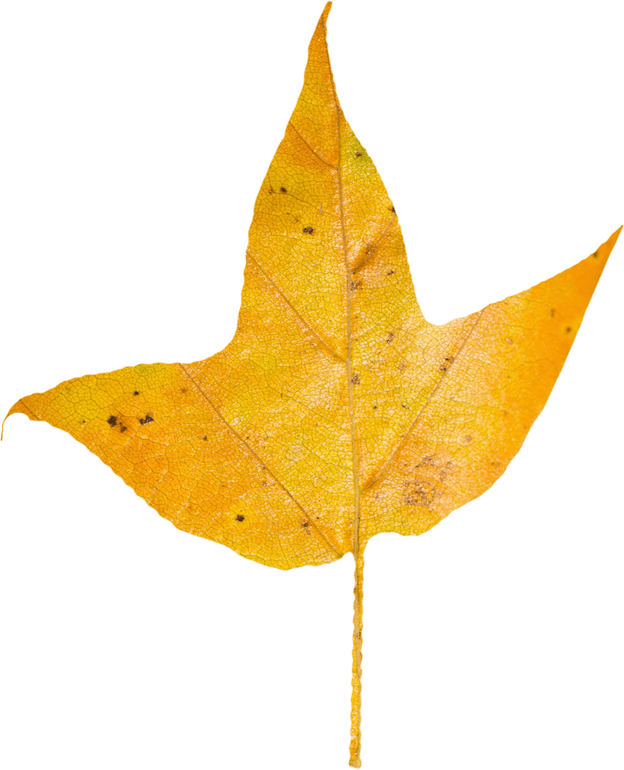 Transparent Autumn Yellow Leaf Isolated on White Background
