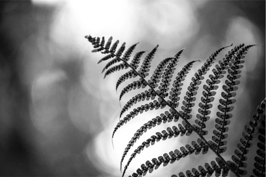 Macro Shot of Fern Leaf with Bokeh Background in Black and White - Free Images, Stock Photos and Pictures on Pikwizard.com