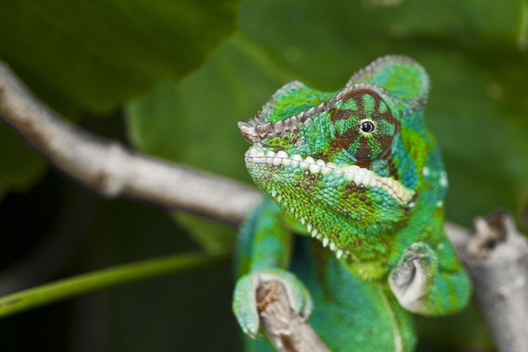 Adult chameleon meeting - Free Images, Stock Photos and Pictures on Pikwizard.com