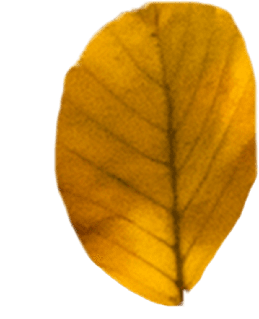 Transparent Yellow Leaf for Fall Season Design