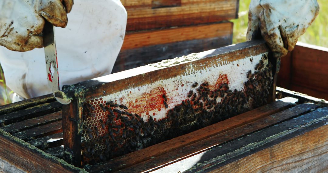 Beekeeper Inspecting Honeycomb Frame in Outdoor Apiary - Free Images, Stock Photos and Pictures on Pikwizard.com
