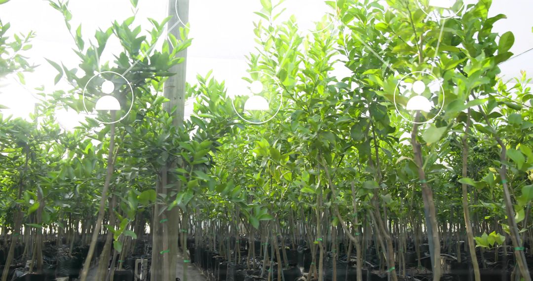 Young Saplings Growing in Greenhouse Rows with Drip Irrigation and Nursery Automation