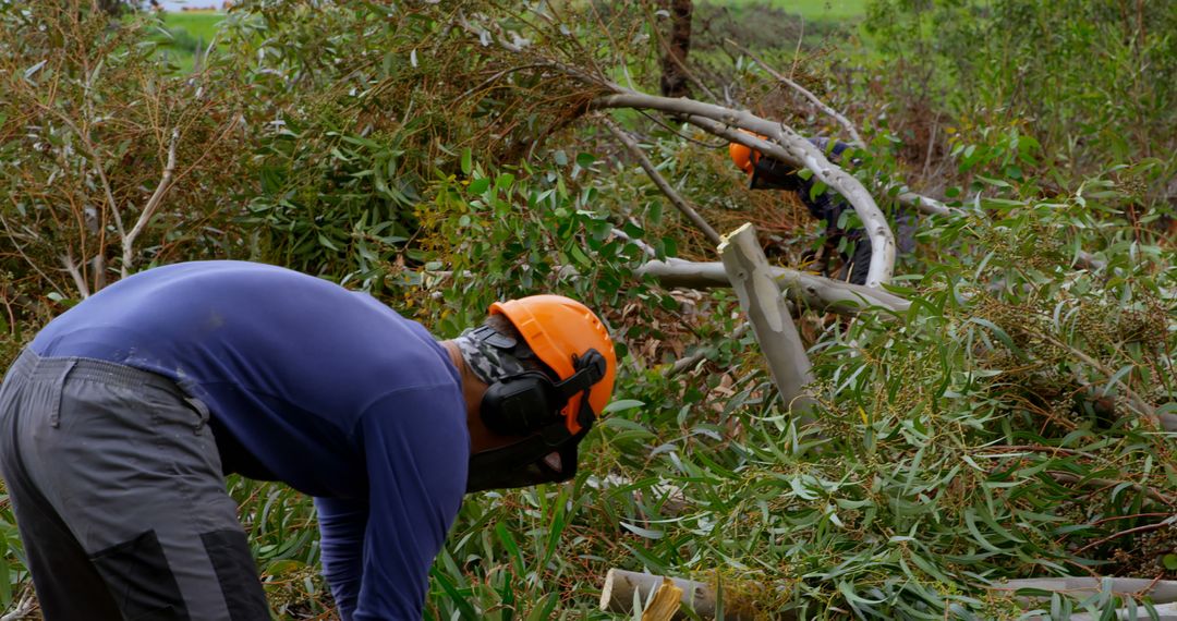 Workers Clearing Fallen Trees with Chainsaws in Forest - Free Images, Stock Photos and Pictures on Pikwizard.com