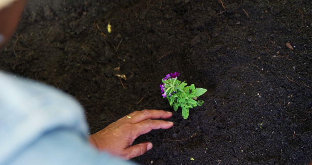 A person is planting a young flower in the soil, with copy space - Free Images, Stock Photos and Pictures on Pikwizard.com