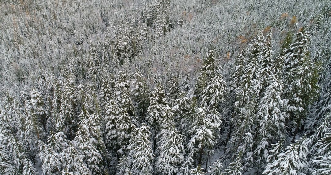 Aerial View of Snow Covered Evergreen Forest - Free Images, Stock Photos and Pictures on Pikwizard.com