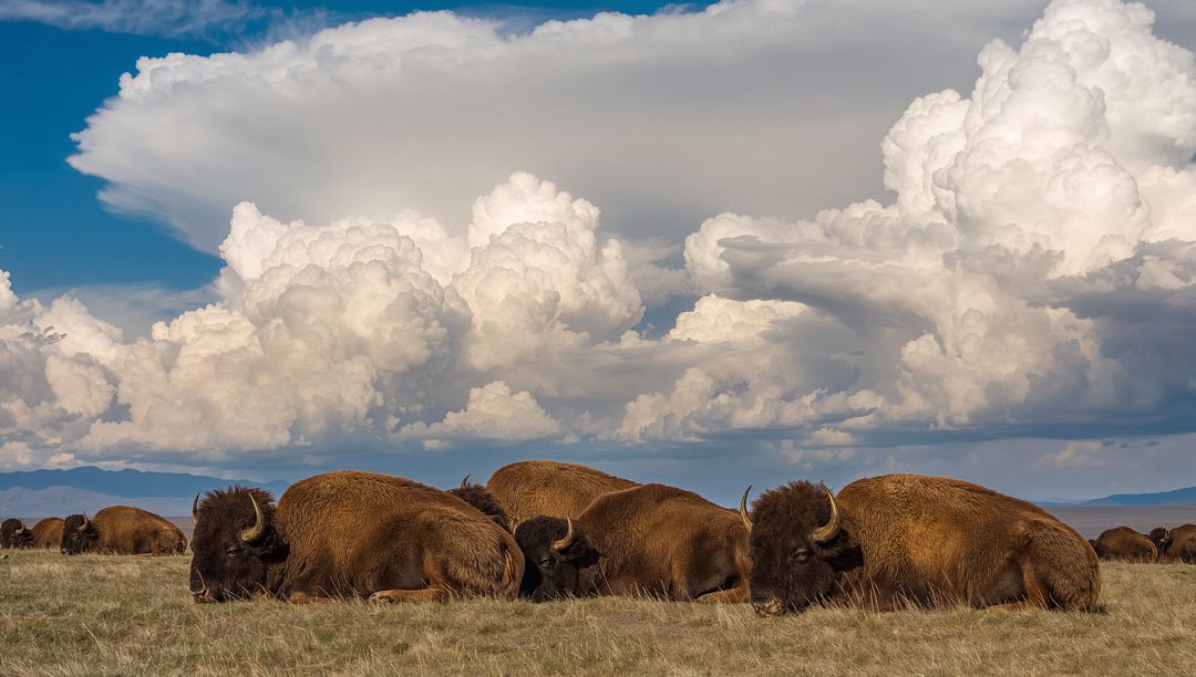 Grazing American bison herd resting on open prairie beneath towering thunderhead clouds