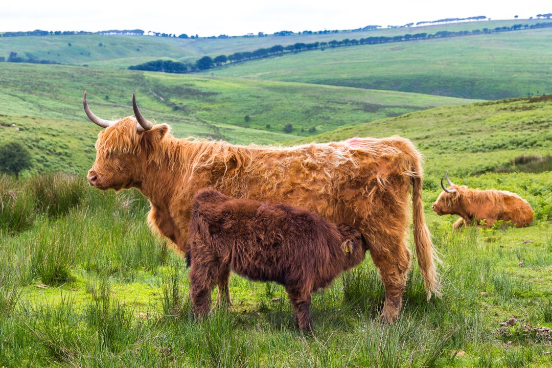 Highland Cattle Grazing in Scenic Pasture with Calf - Free Images, Stock Photos and Pictures on Pikwizard.com