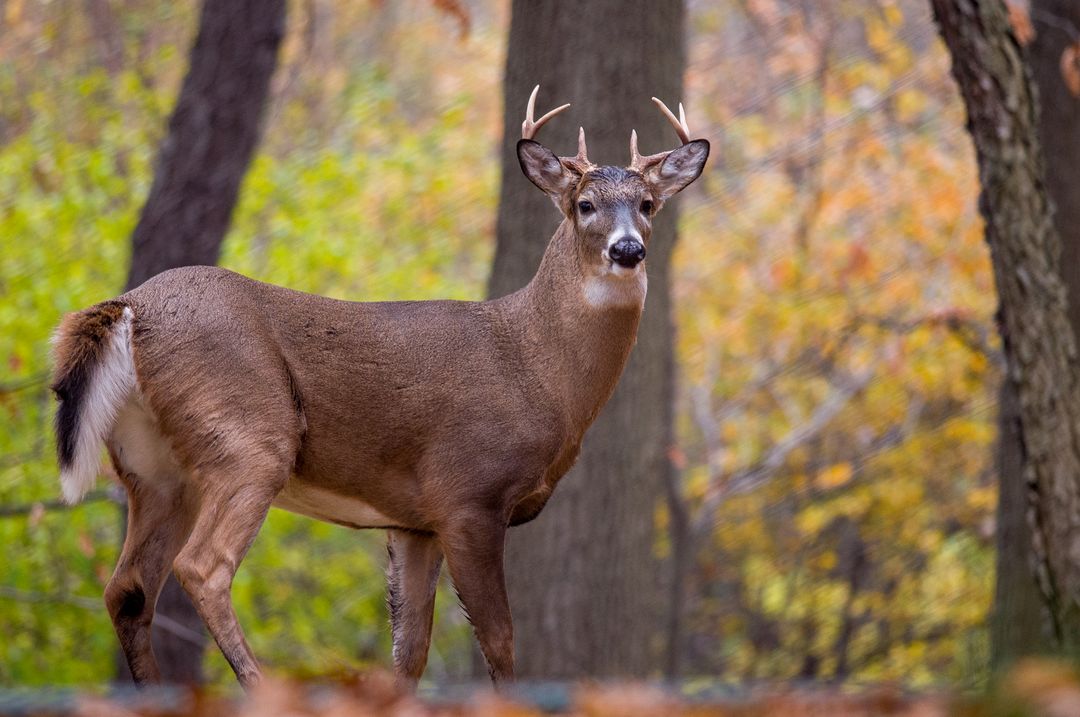Majestic buck standing in autumn forest