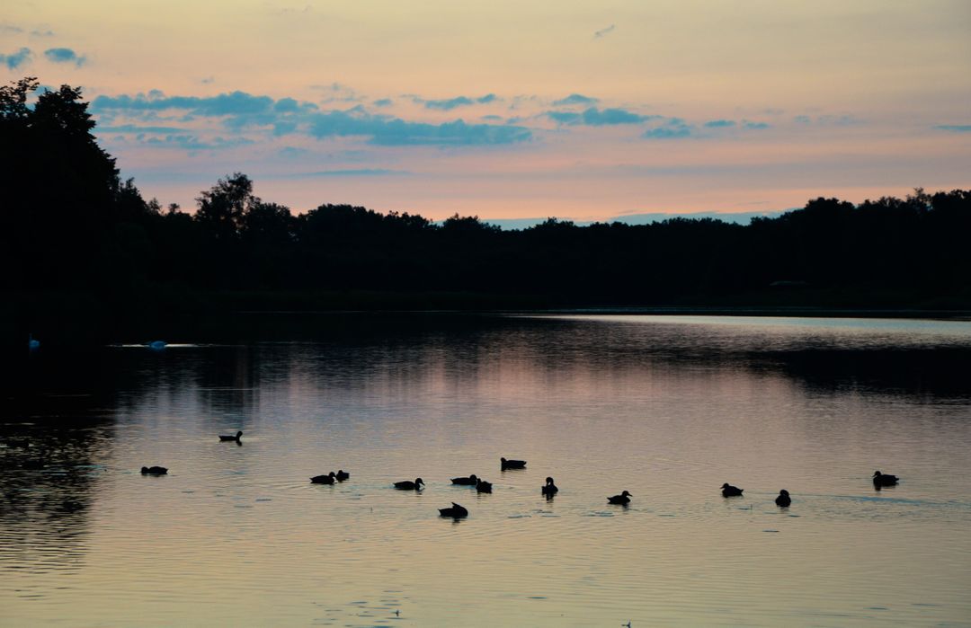 Ducks Swimming on Tranquil Lake at Sunset - Free Images, Stock Photos and Pictures on Pikwizard.com