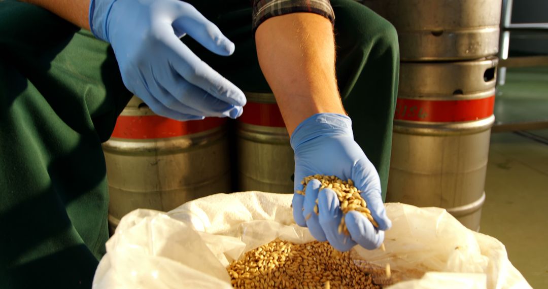 Gloved Hands Inspecting Barley Grains Near Beer Kegs - Free Images, Stock Photos and Pictures on Pikwizard.com