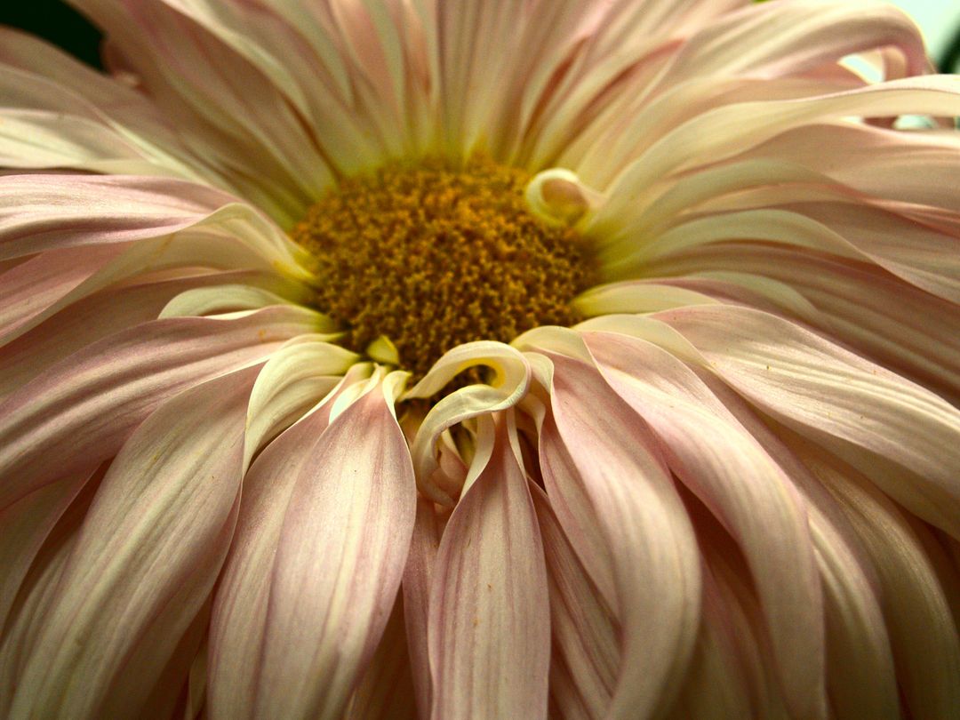 Close-Up of Delicate Pink Chrysanthemum Bloom with Curled Petals - Free Images, Stock Photos and Pictures on Pikwizard.com