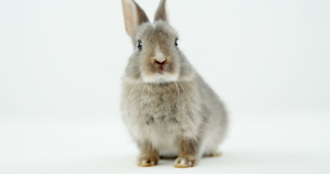 Adorable Gray Bunny on White Background - Free Images, Stock Photos and Pictures on Pikwizard.com