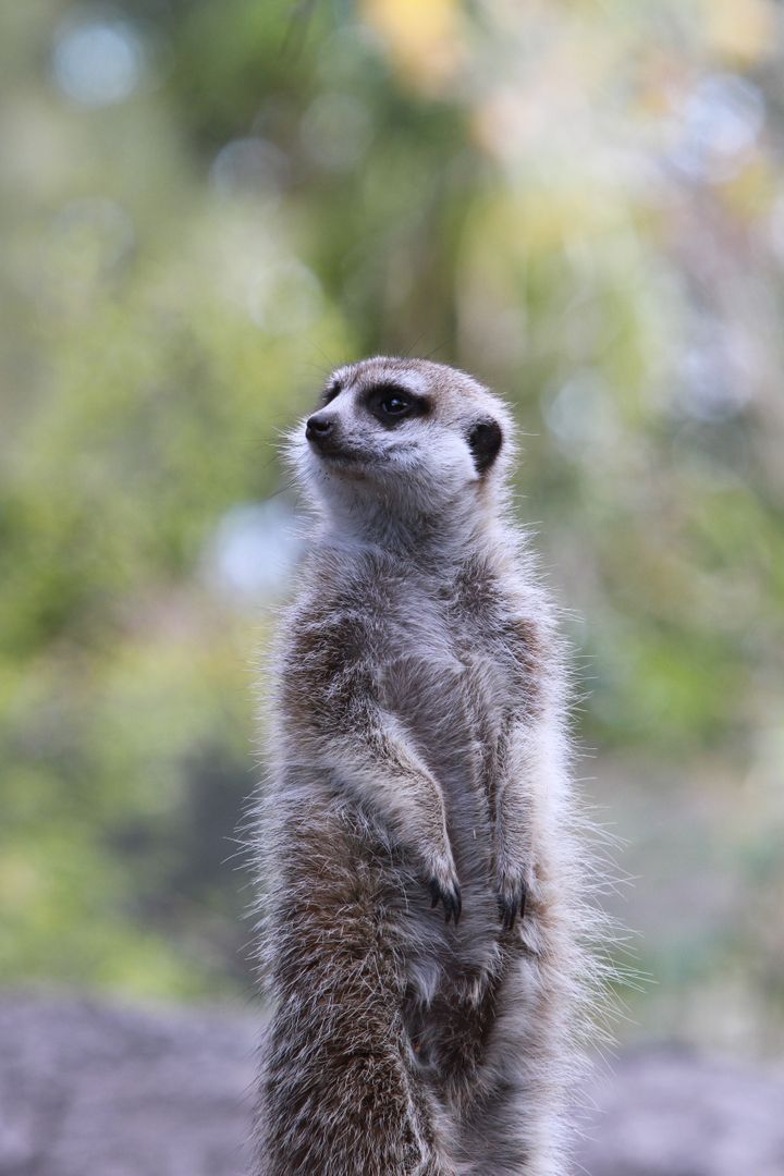White and Brown Meerkat - Free Images, Stock Photos and Pictures on Pikwizard.com