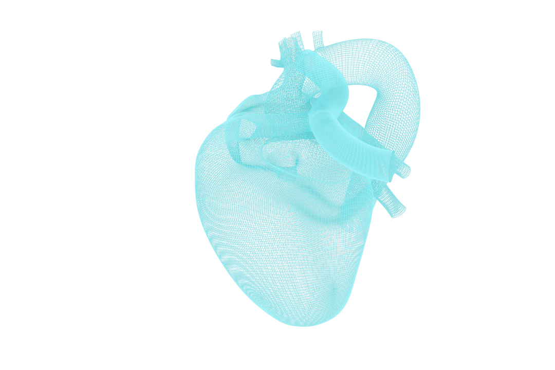 Transparent 3D Mesh of Human Heart Vector