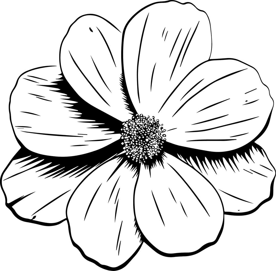 Daisy Blossom Line Art with Transparent Background Illustration