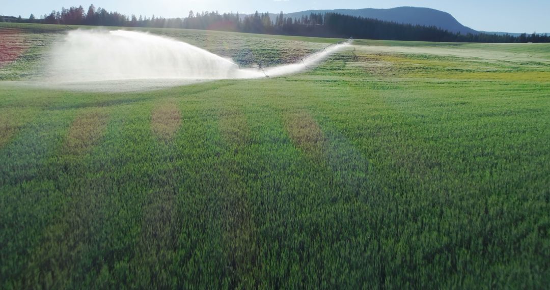 Precision Irrigation on Lush Green Farm Field at Dawn
