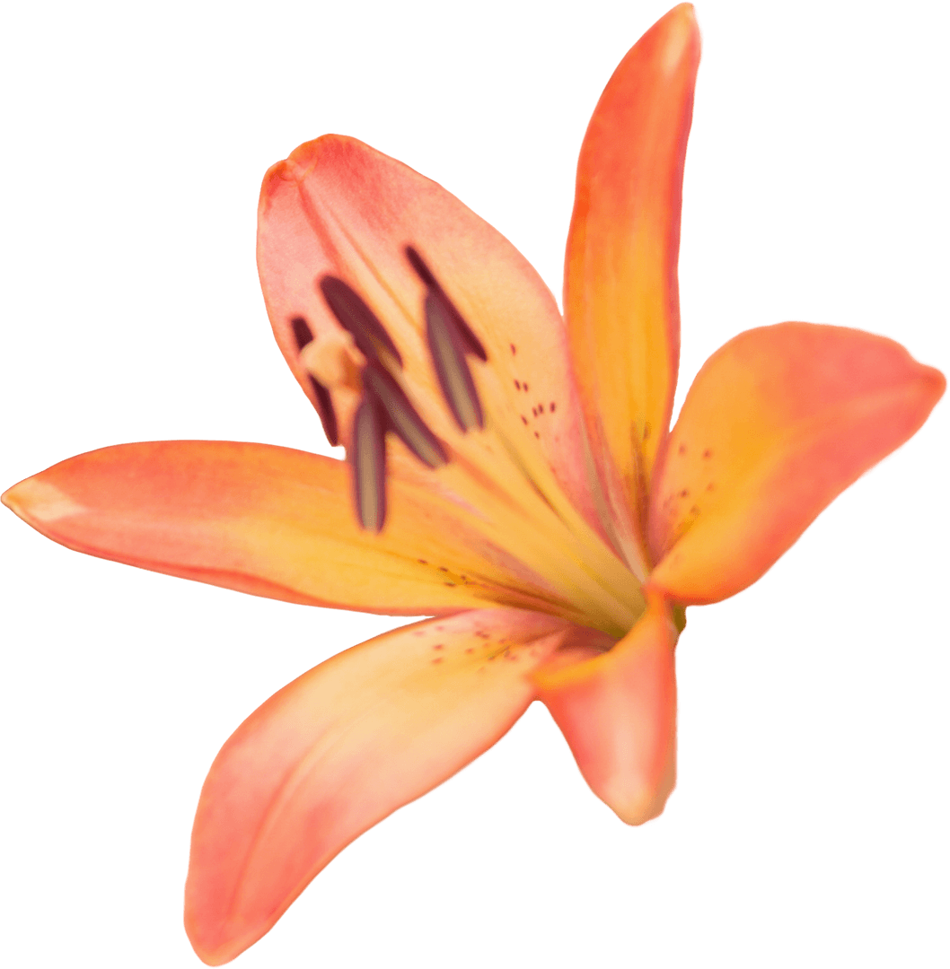 Transparent Red and Yellow Lilium Flower Illustration