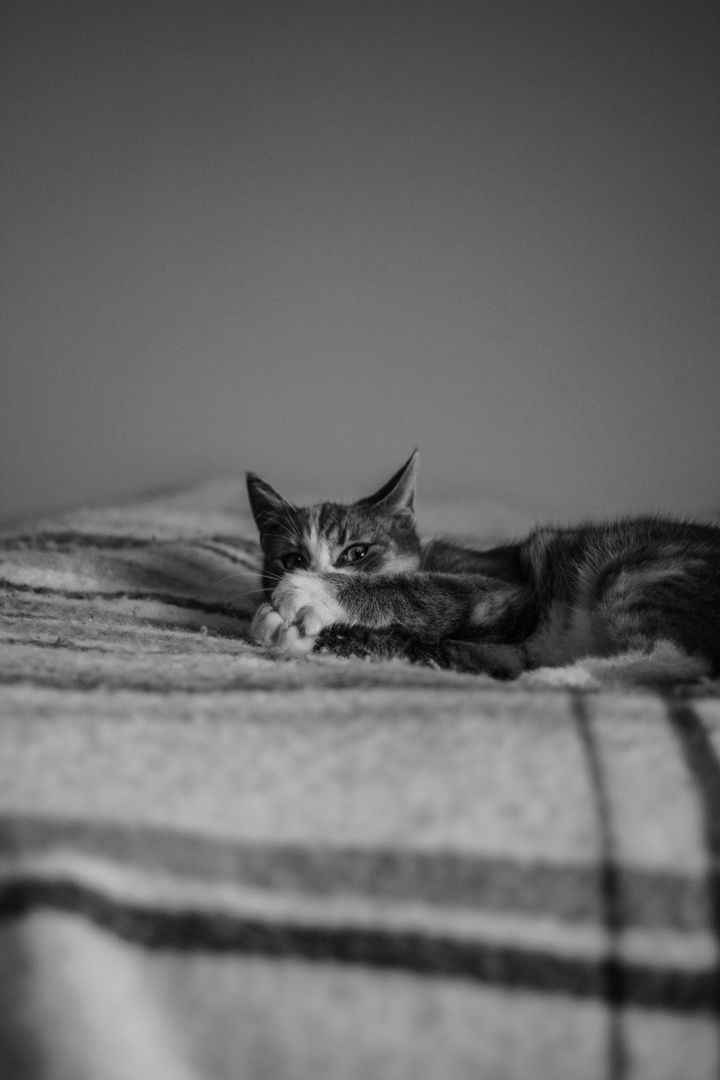 Cute Kitten Resting on Blanket in Black and White - Free Images, Stock Photos and Pictures on Pikwizard.com