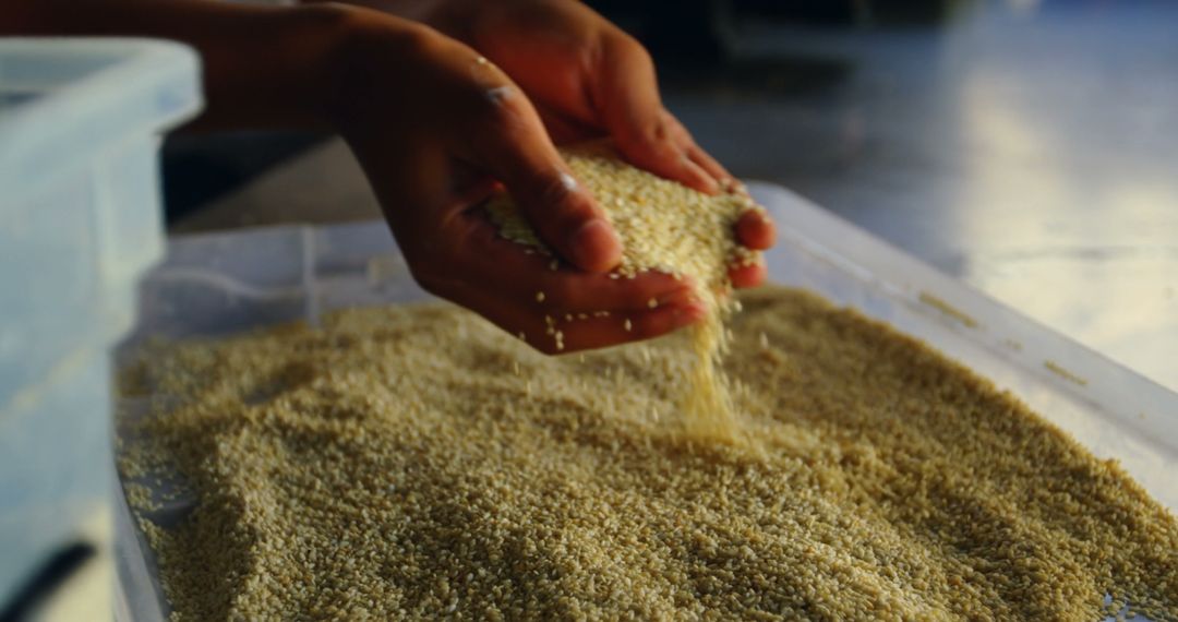 Hands Sifting Grains in Artisan Bakery - Free Images, Stock Photos and Pictures on Pikwizard.com