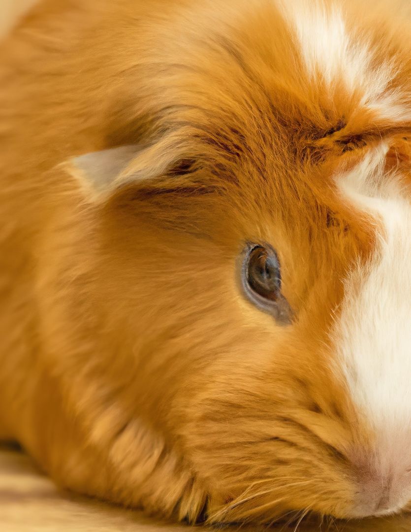 Close-up of Relaxed Guinea Pig with Fluffy Fur - Free Images, Stock Photos and Pictures on Pikwizard.com