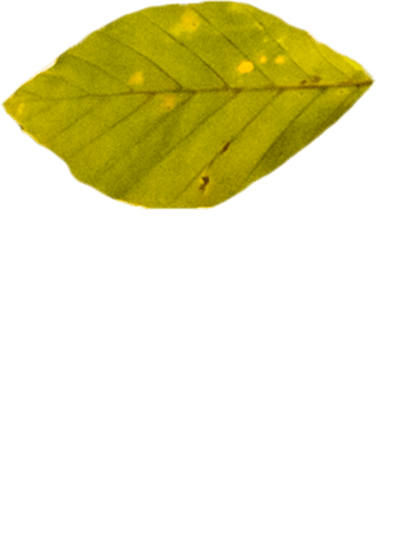 Yellowed Leaf on Transparent Background for Autumn Designs