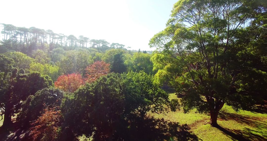 Serene Forest Landscape with Diverse Tree Types on Sunny Day - Free Images, Stock Photos and Pictures on Pikwizard.com