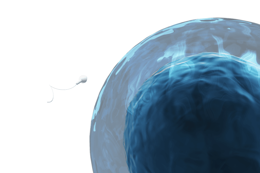 Human Sperm Approaching Transparent Ovum for Fertilization