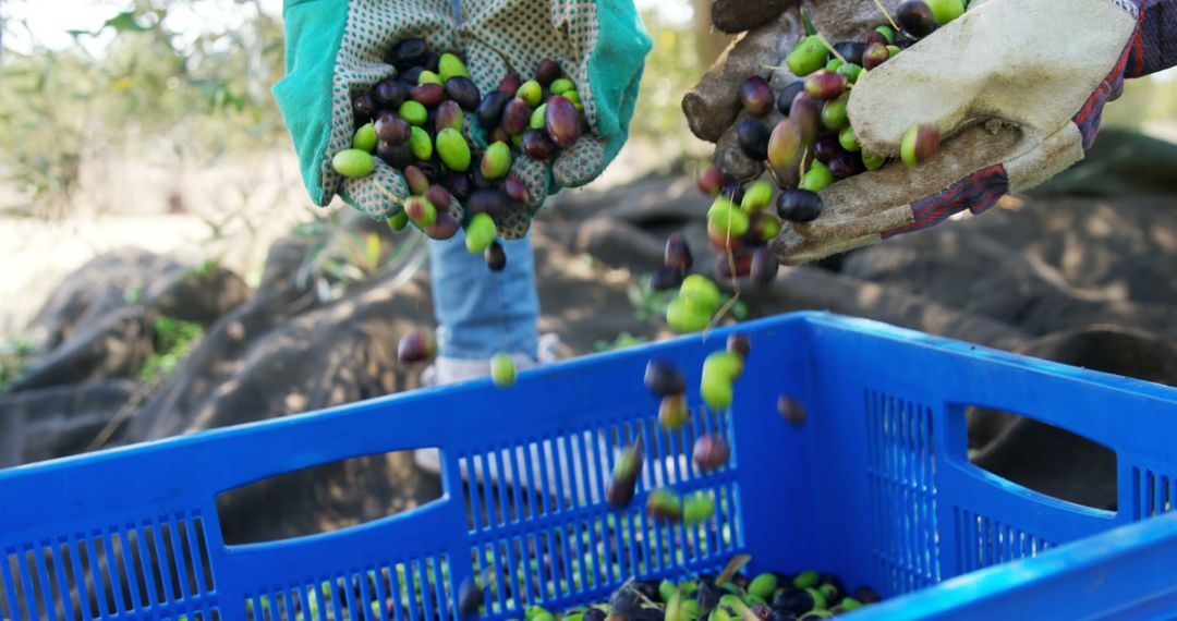 Harvesting Olives at Organic Farm - Free Images, Stock Photos and Pictures on Pikwizard.com