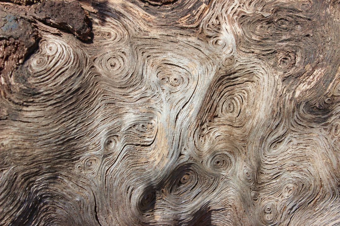 Close-up of Intricate Wood Grain Patterns on Tree - Free Images, Stock Photos and Pictures on Pikwizard.com