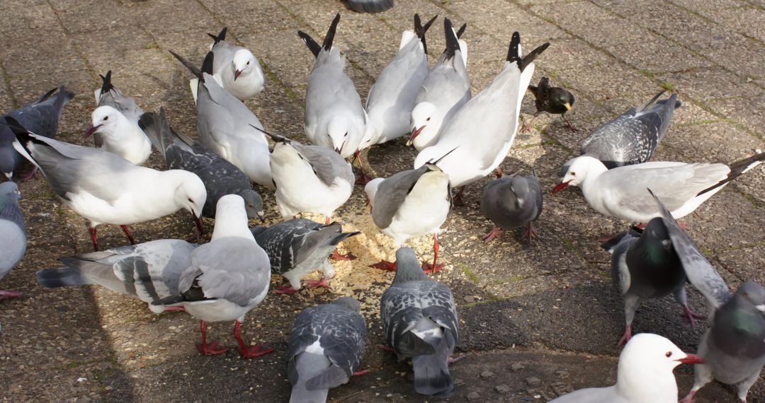 Gulls and Pigeons Feeding on Scattered Bread Crumbs on Sunlit Urban Pavement