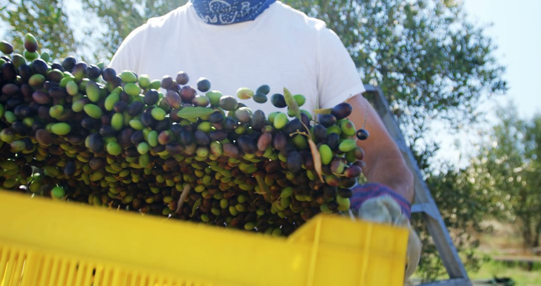 Middle-Aged Man Harvesting Olives in Grove - Free Images, Stock Photos and Pictures on Pikwizard.com