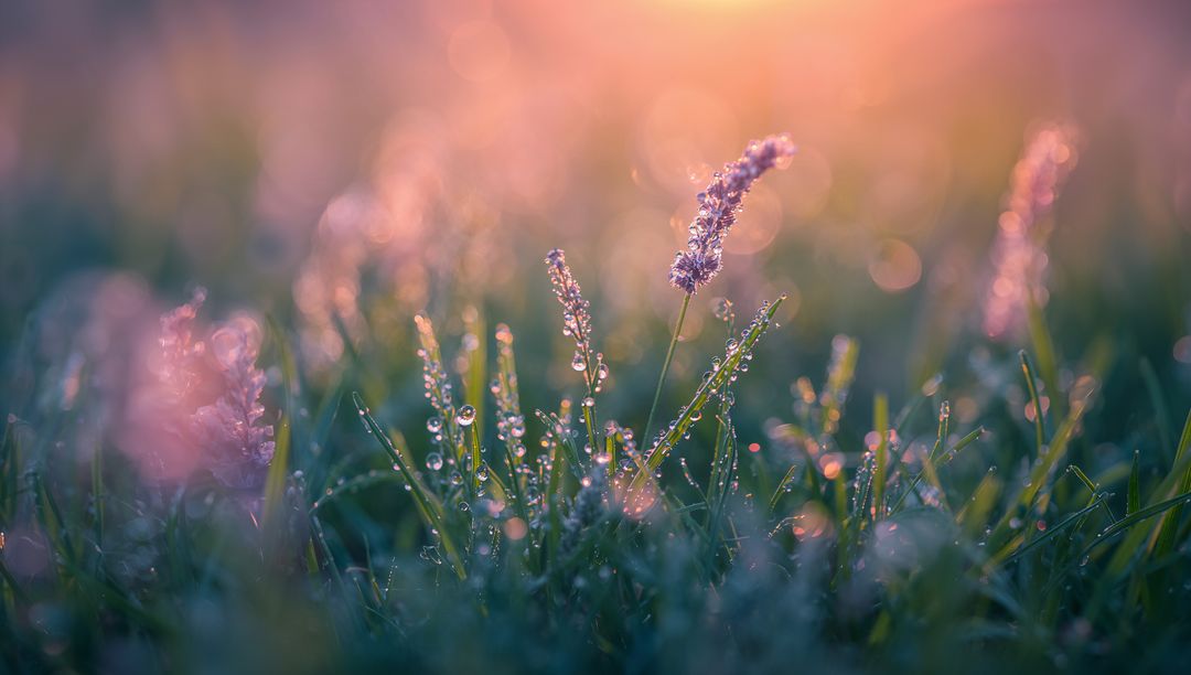 Dew-Kissed Lavender Spike Capturing Pastel Dawn Bokeh and Sparkling Droplets