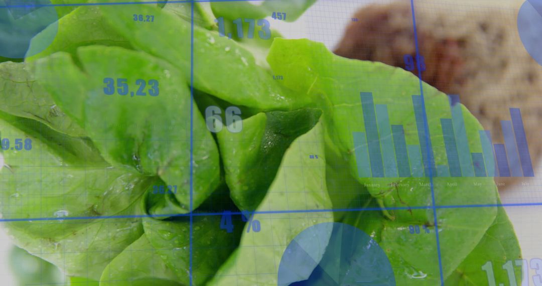 Lettuce with Data Overlay Illustrating Agriculture Technology
