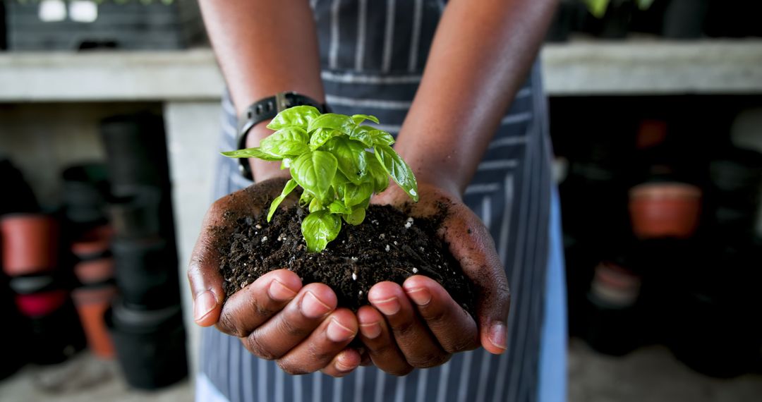 Seedling Growth in Soil Held by Gardener's Hands in Greenhouse