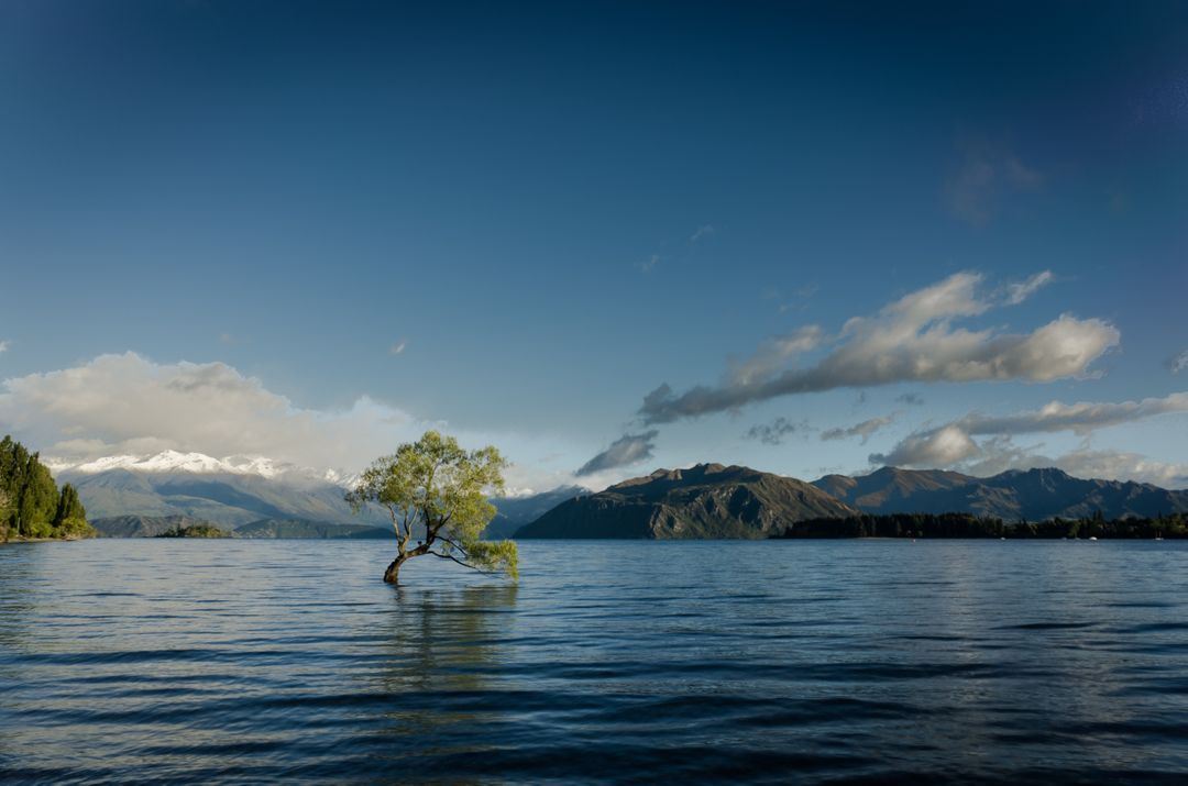 Solitary Tree Growing in Tranquil Lake with Mountain Background - Free Images, Stock Photos and Pictures on Pikwizard.com