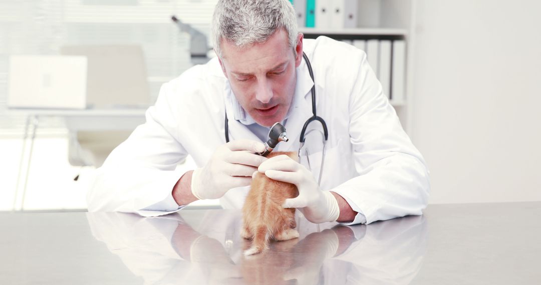 Veterinarian Examining Small Puppy with Otoscope in Clinic - Free Images, Stock Photos and Pictures on Pikwizard.com