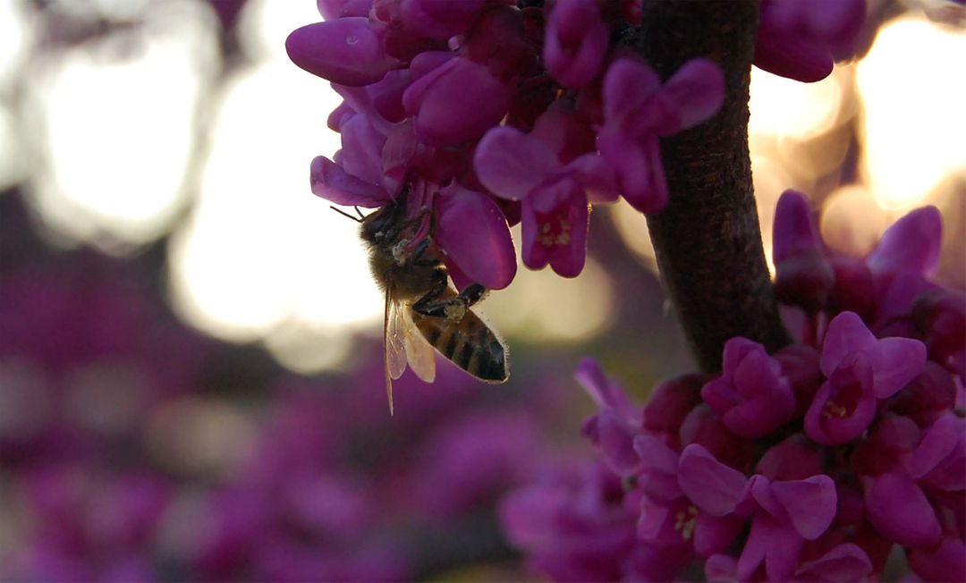 Bee Collecting Nectar from Vibrant Pink Flowers at Sunset - Free Images, Stock Photos and Pictures on Pikwizard.com