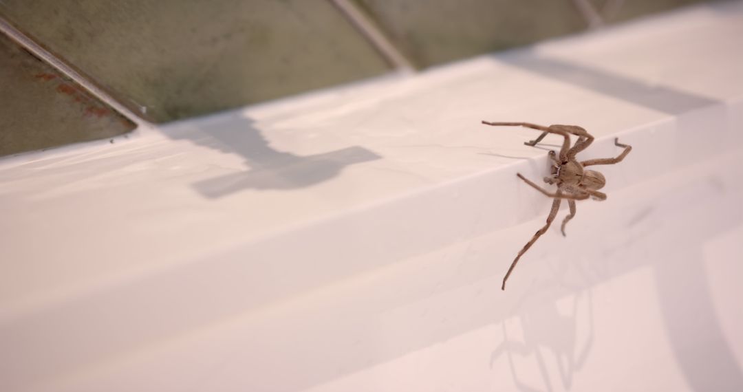 Close-up of Brown Spider on Bathroom Sink Edge - Free Images, Stock Photos and Pictures on Pikwizard.com