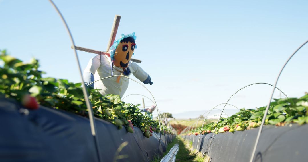 Scarecrow in strawberry farm on a sunny day 4k - Free Images, Stock Photos and Pictures on Pikwizard.com